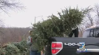 Christmas Tree Disposal