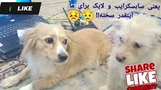 ⭐ &ldquo;Dogs Go Crazy for Sardines 🐟🐶 | The Most Satisfying Dog Feeding Video on YouTube&rdquo;سگها عاشق ساردین