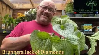 Brunnera Jack of Diamonds Review
