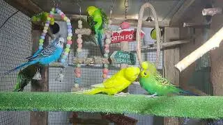Parrot Chicks in Real Footage