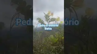 #nature #brazil #bahia January 11, 2026