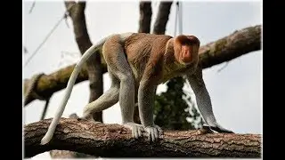 Top 25 exotic defense mechanisms of animals