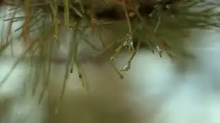 Winter Water Droplet 1080p : 8-bit H.265