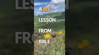 🐝LESSON from the #BIBLE ❤️ THIS 📹FROM A HIKE #devotional #Christian #Shorts #Bee #verseoftheday