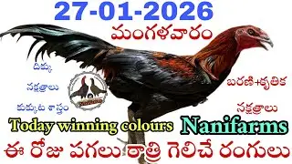 27 January 2026 Today winning colours//Nanifarms colourupdate//kukkutasastram telugu #colorupdate