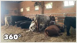 Lancaster Ohio 360&deg; - Moar Cows - Fairfield County Fair Monday (2025)