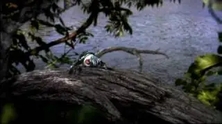 Robotic Frog Animation