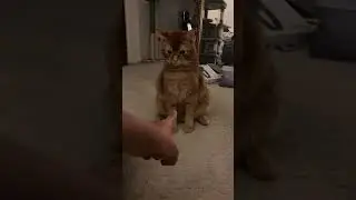 @teddytheorangebear: Честно говоря, я бы расплакалась, если бы кто-нибудь так со мной разговарива...