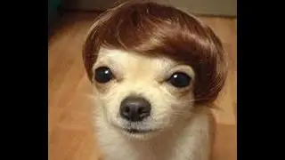 Funny Dogs and Cats - Funny animals compilation 2015