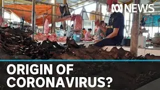 Did coronavirus come from a pangolin in a Wuhan wet market? | ABC News