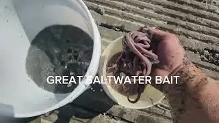 HOW I WASH AND CARE FOR BLOODWORMS. 
