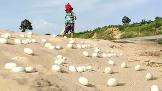 Incredible Million Bird Eggs On Sand were Picked By Traditional Girl By Hand