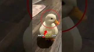 Ducks are smarter than you think! 🦆🔥 #shorts #viralshorts #duck #animals #fyp