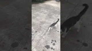 Our barn cat Killer comes when called #shorts #cats