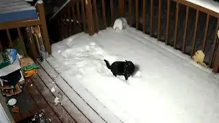 Cats in Alaska actually love to play in the snow