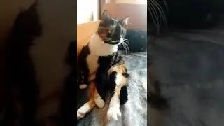 #quotes #voiceover #cat #catvideos #humor #funnycats #cat #coolcats #catcompote #kittens