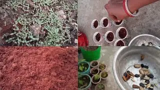 গরমে প্রস্তুতি পর্ব একেবারে চুড়ান্ত, আজ আবার কি কি বসালাম ছাদ বাগানে।#chadbagan#viral video #garden
