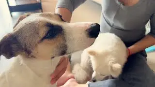 My 2-Legged Rescue Dog Daisy&rsquo;s New Morning Routine