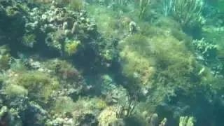 Underwater at barrier reef, Moraine Cay