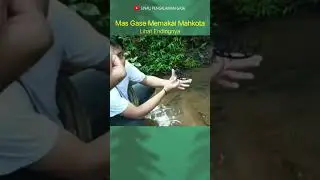 MAHKOTA MENUNDUKAN WAWIWU #shorts