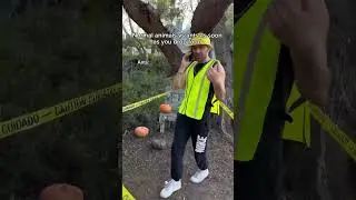Normal animals vs ants as soon as you drop food #shorts