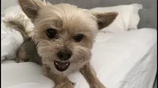 Cute and Angry Yorkie Growling and Barking. Running For My Life...