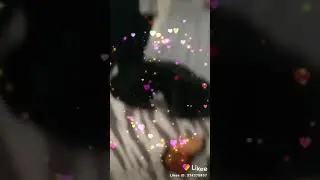Чорна кішка