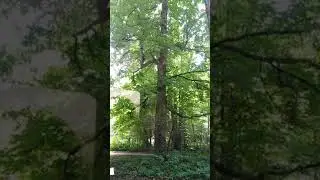 #Greentrees# Beautiful Green trees