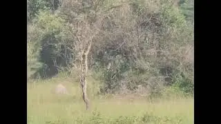 Game walk safaris in #lakemburonationalpark #travelwiththelionkingsafarisuganda.