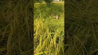 My Dog play in the farm #monkey #cartoon #dop2 #farm #doglover #nature #funny #pets #dog