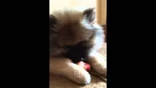 Luna eating an apple (Keeshond Puppy) ORIGINAL