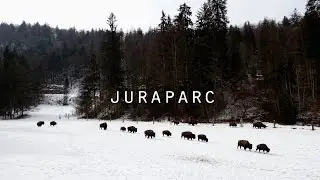 Juraparc : bisons, wolves & bears !