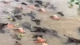 中國🇨🇳福州颱風 China Fuzhou  typhoon B&atilde;o lụt ở Ph&uacute;c Ch&acirc;u Trung Quốc 🇨🇳