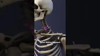 Spinal Motion Segment: C6-C7