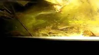 salamander larvae swims