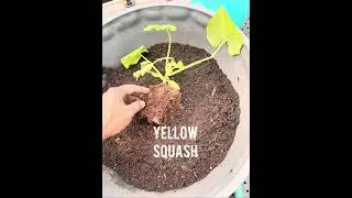 MPOB - My Blue Thumb N Garden 2025