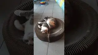 Kot Cat Poes 😻😽🐱👍