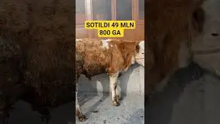 SAMARQANTGA SOTILDI#simental