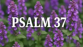 PSALM 37 - Gottvertrauen Gottes Plan & Zeitplan