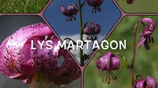 Le Lys Martagon, Lilium Martagon, Pays-d'Enhaut, Vaud, Suisse