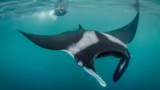 Peru Giant Manta Rays - Tourism Encounters