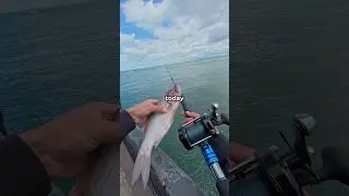 Fishing with BIG Cut Bait