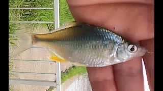 【タナゴ釣り】高画質　霞ヶ浦水系で探索　Tanago micro fishing