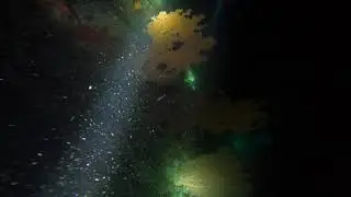 NIGHT DIVING AT MALDIVES, UKHULAS ISLANG.[Raw 4K]