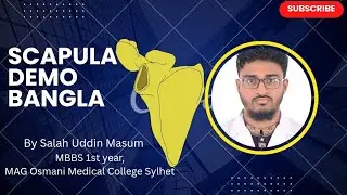 Scapula Bangla Demo Anatomy | Shoulder Blade Structure Easy Learning