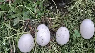 Smart Boy Catch fishing with Duck Eggs 😱 From very Deep Hole | Fishing BD Fast