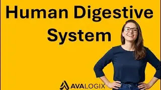 Digestive System - The Journey of Food: From Bite to Cell