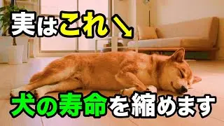 【知らないと怖い】犬の寿命を縮める飼い主の習慣を獣医師が解説しま