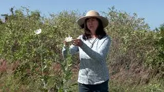 Native Hawaiian Plant Friends with Jill Wagner - Pua Kala