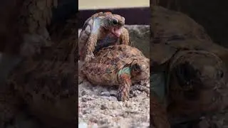 turtle mating#turtle#mating#youtubeshorts #viral #shortsvideo #shortsviral #shorts #short